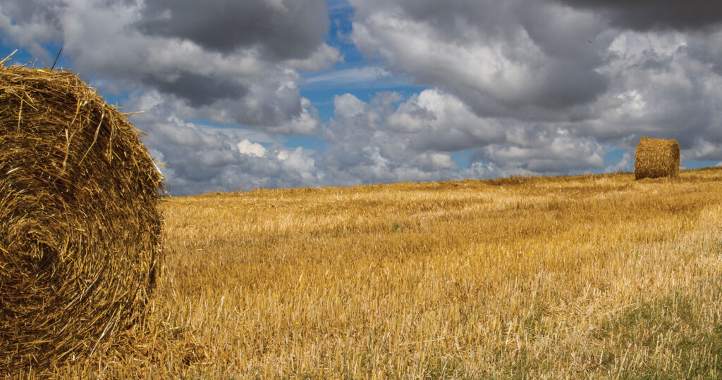 Golden field with hay bales.