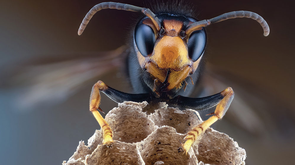 Close up of a wasp on a nest