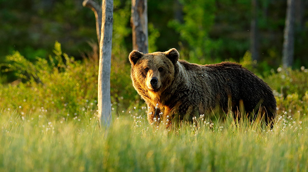 Grizzly bear in woods.