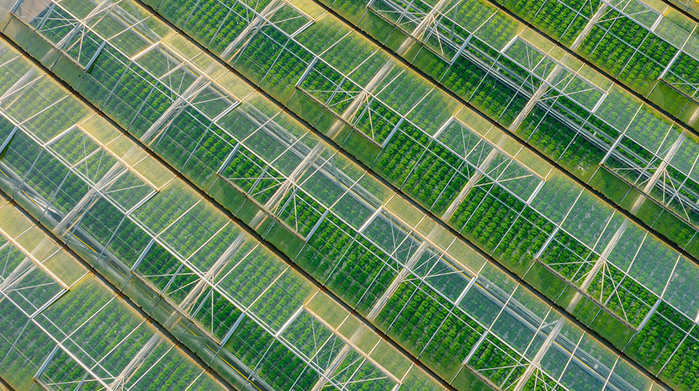 aerial view of green plants growing in rows and rows of glass greenhouses