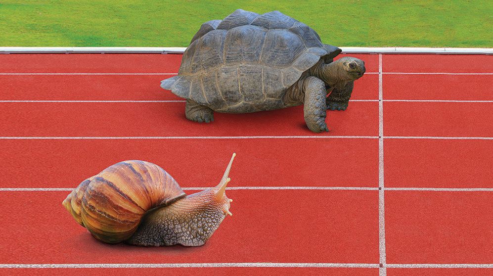 turtle and snail racing