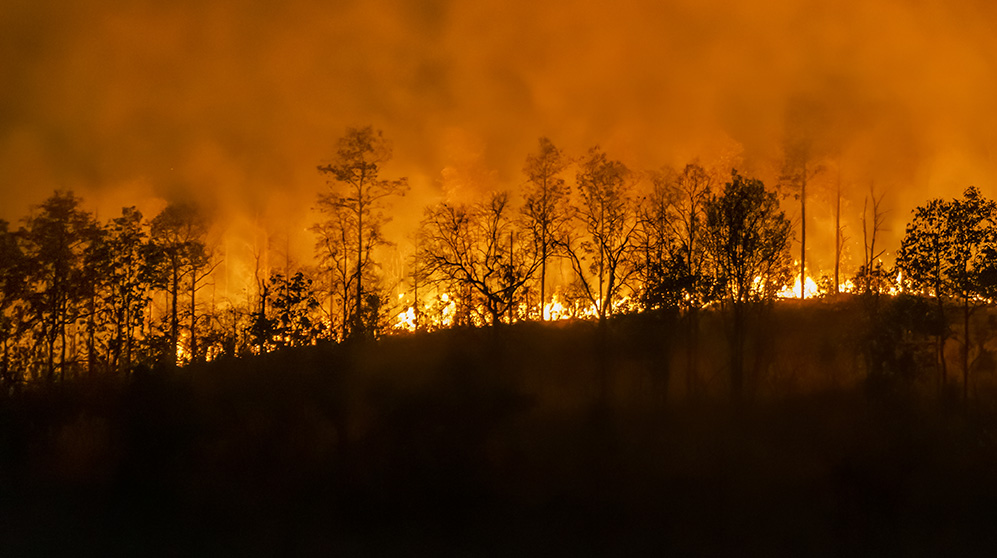 image of forest fire