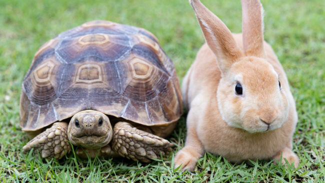 Photo of a turtle and hare